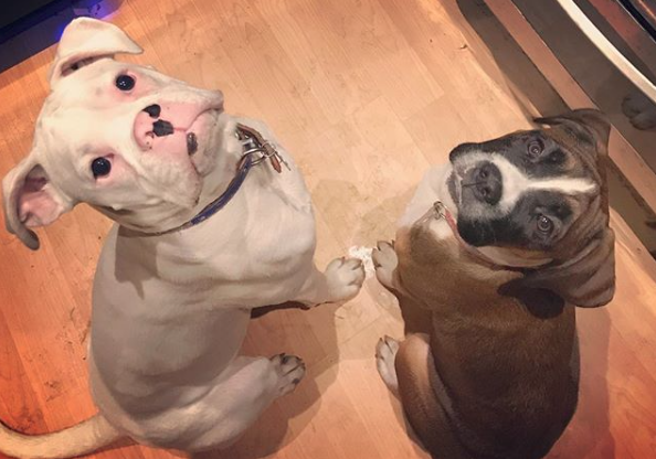 doggy update, both sitting and waiting nicely! 